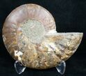 Beautiful Ammonite Fossil (Half) #9624-1